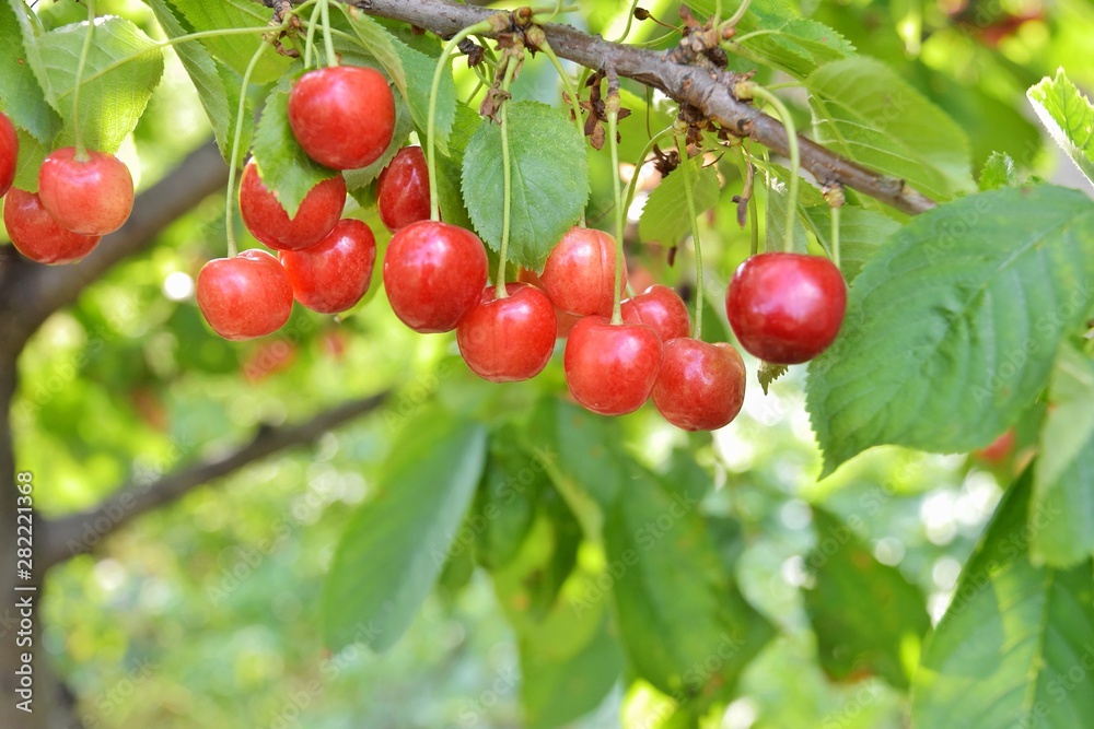 Red juicy cherries hanging on a cherry tree with selective focus and blurred background. Seasonal fruits. Growing organic cherries with bright foliage. Delicious vitamin cherry. Fruit and berries harv Red juicy cherries hanging on a cherry tree with selective focus and blurred background. Seasonal fruits. Growing organic cherries with bright foliage. Delicious vitamin cherry. Fruit and berries harv