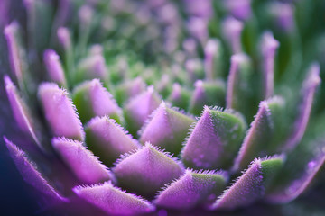 Wandcirkels Aubergine Neon vetplant macro in close-up  © faveteart