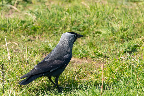 Jackdaw (Corvus monedula), taken in the UK
