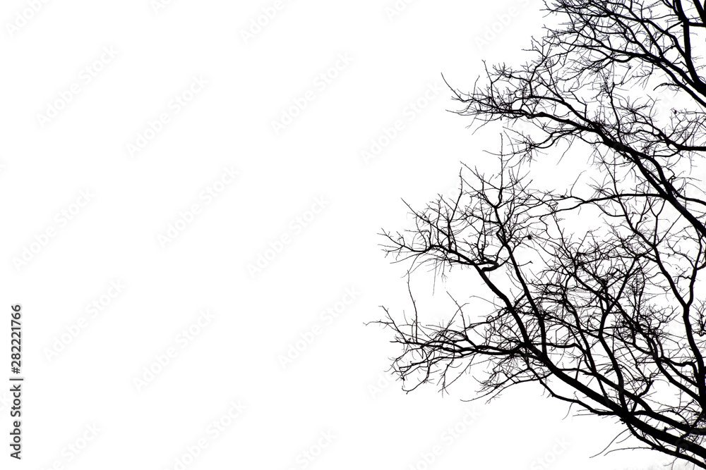 Dead branches , Silhouette dead tree or dry tree on white background with clipping path. Dead branches , Silhouette dead tree or dry tree on white background with clipping path.