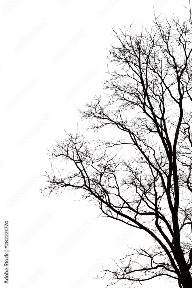 Obraz premium Martwe gałęzie, martwe drzewo sylwetka lub suche drzewo na białym tle ze ścieżką przycinającą.