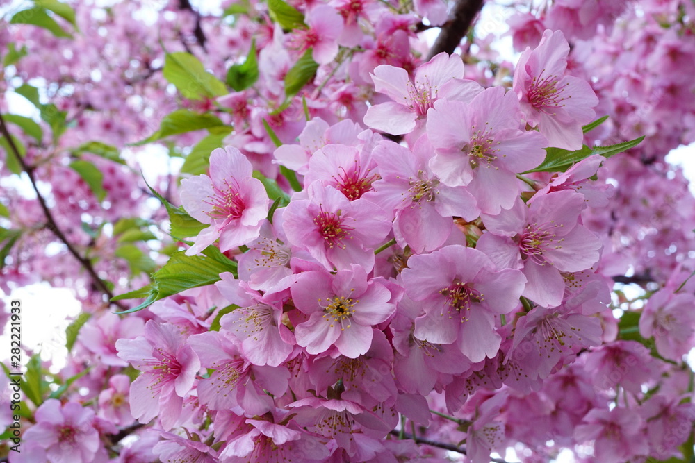 Fototapeta premium 一条戻り橋の河津桜