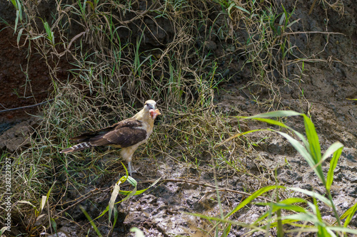 Yellow-headed Caracara (Milvago chimachima) in Costa Rica photo