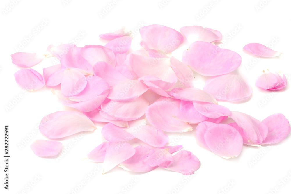 pink rose petals isolated on white background.