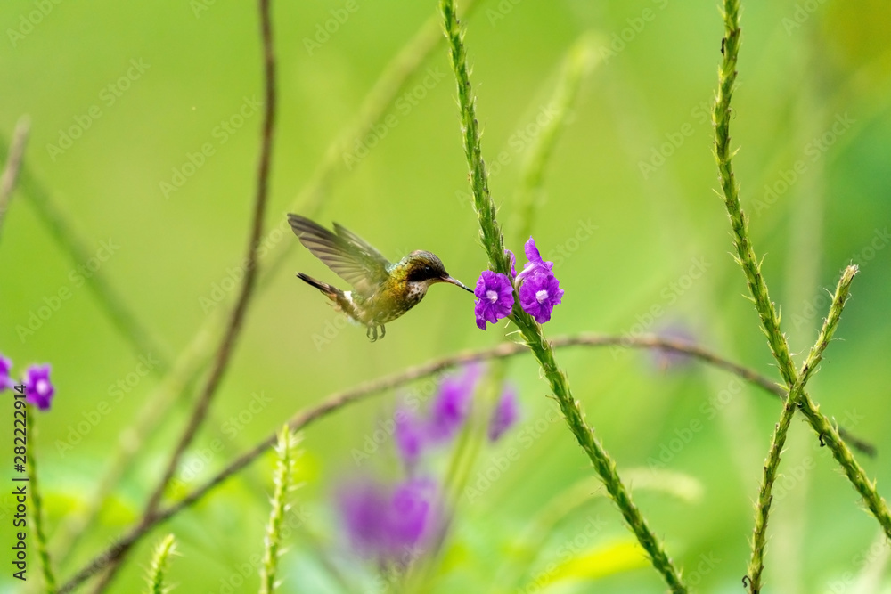 Fototapeta premium Black-crested Coquette (Lophornis helenae) hummingbird in Costa Rica