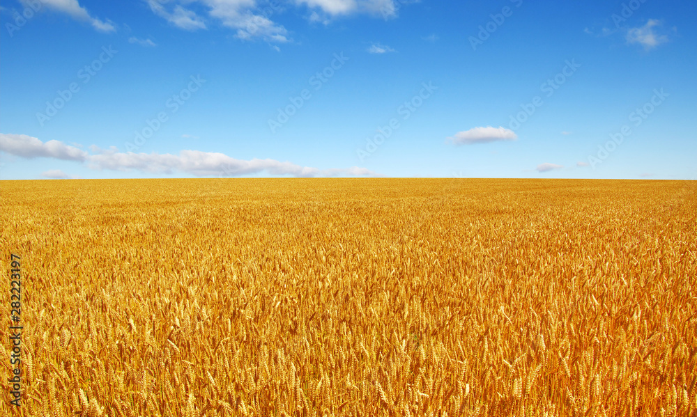 Naklejka premium Wheat field and sun
