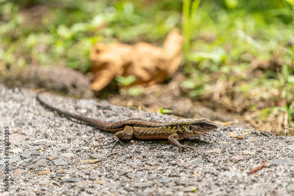 Delicate Ameiva (Holcosus leptophrys) lizard Delicate Ameiva (Holcosus leptophrys) lizard