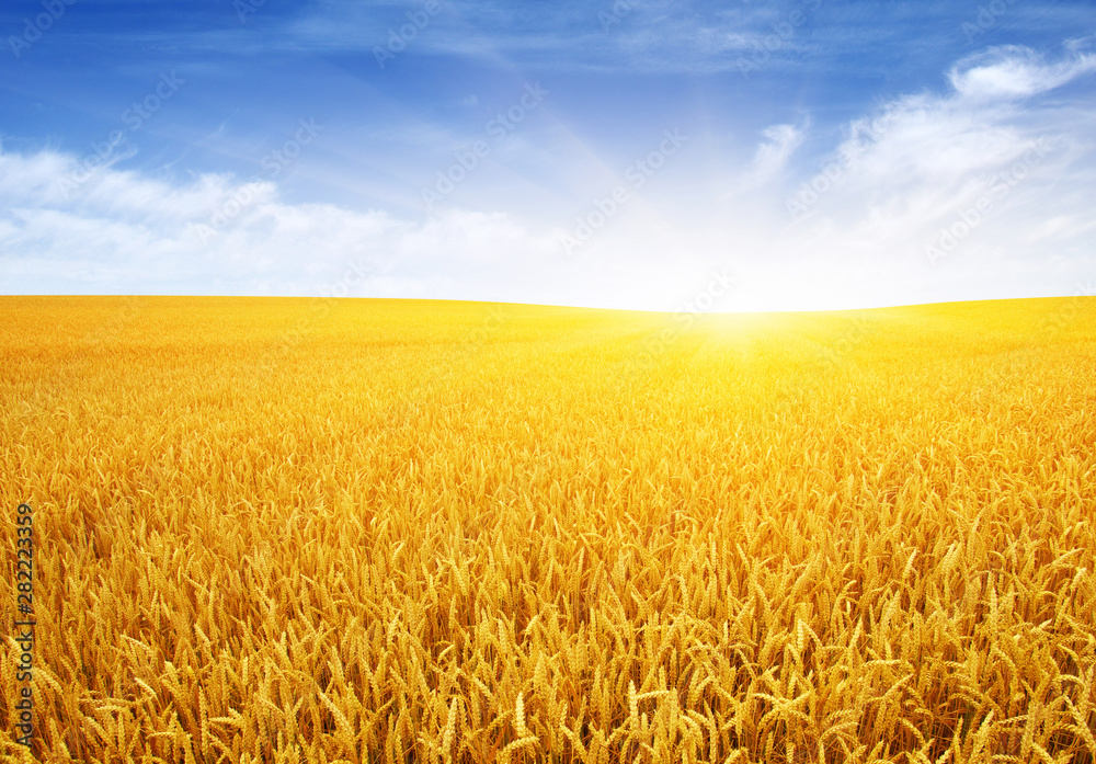 Naklejka premium Wheat field and sun