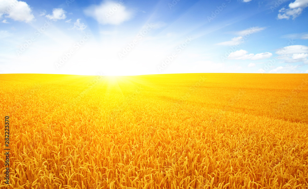 Wheat field and sun