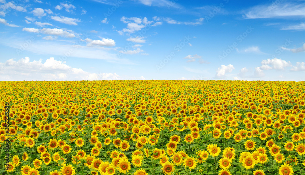 Sunflowers field on sky Sunflowers field on sky