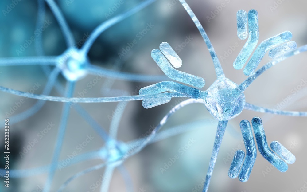 Neuron and antibodies, immunoglobulin, Yshaped protein produced mainly