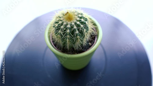 Minimal cactus rotating on dark background