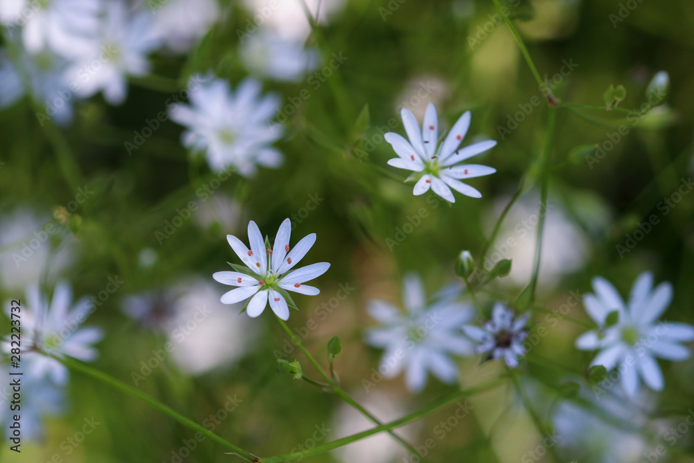 white small flowers on green background white small flowers on green background