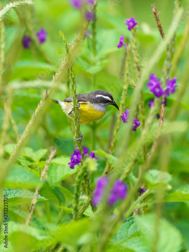 Bananaquit (Coereba flaveola), taken in Costa Rica photo