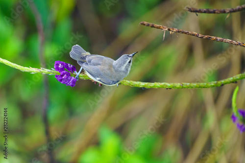 Bananaquit (Coereba flaveola), taken in Costa Rica photo