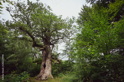 Alter knoriger Baum © Countrypixel