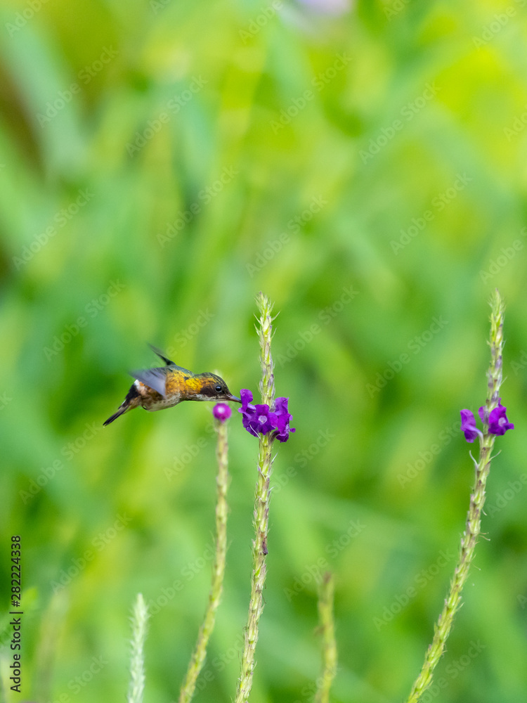 Fototapeta premium Black-crested Coquette (Lophornis helenae) hummingbird in Costa Rica