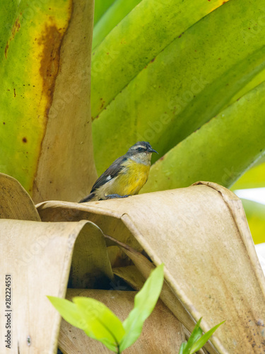 Bananaquit (Coereba flaveola), taken in Costa Rica photo