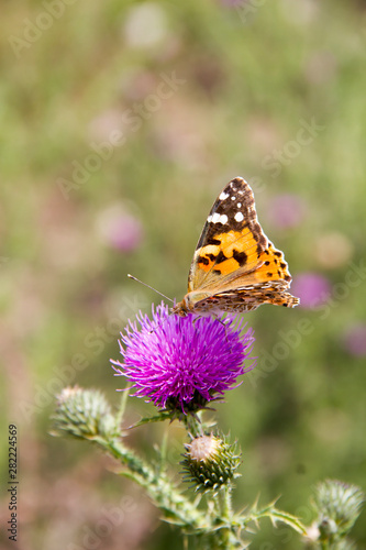 Closeup butterfly on flower in summer day