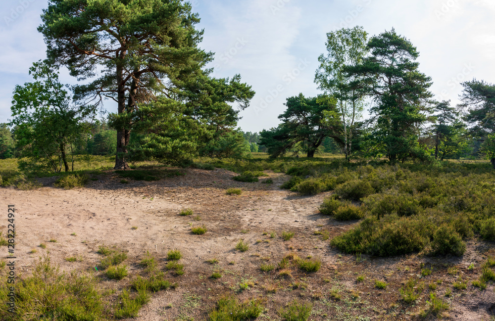 Lüneburger Heide im Frühsommer mit einigen Bäumen Panorama Lüneburger Heide im Frühsommer mit einigen Bäumen Panorama