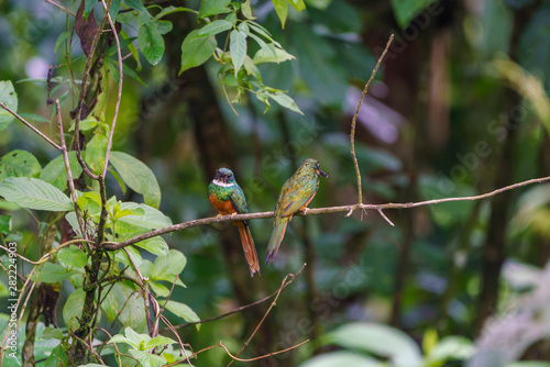 Rufous-tailed Jacamar (Galbula ruficauda) in Costa Rica photo