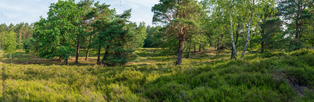 Lüneburger Heide im Frühsommer mit einigen Bäumen Panorama Lüneburger Heide im Frühsommer mit einigen Bäumen Panorama
