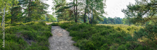Lüneburger Heide im Frühsommer mit einigen Bäumen Panorama © lexpixelart