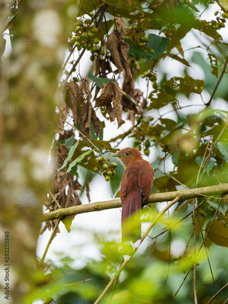 Squirrel Cuckoo (Piaya cayana), in Costa Rica Squirrel Cuckoo (Piaya cayana), in Costa Rica