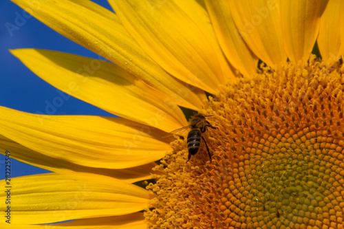 the bee close up sitting on a sunflower in clear day