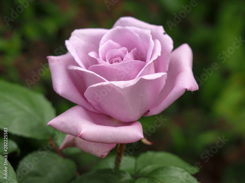 Fototapeta Naklejka Na Ścianę i Meble -  Closeup of a beautiful rose bloom, variety Blue Moon