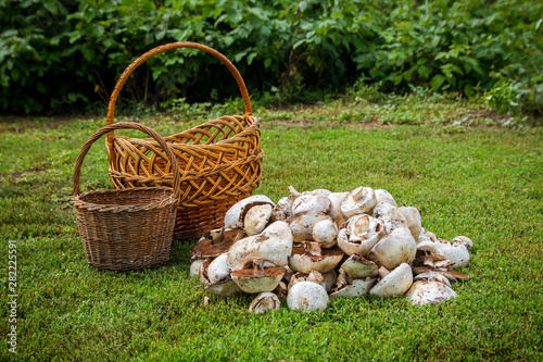 Two baskets and mushrooms on green grass