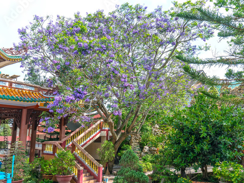 Jacaranda tree blooming season in the garden at the house in Dalat, Vietnam