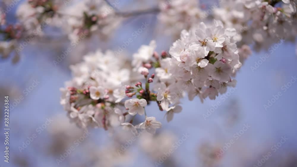 close up perfect full bloom cherry blossom flower, Japanese Asian Culture marco cherry blossom pink Sakura tree at Tokyo, Japan. close up perfect full bloom cherry blossom flower, Japanese Asian Culture marco cherry blossom pink Sakura tree at Tokyo, Japan.