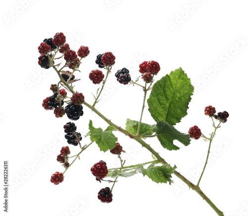 Wild blackberry fruits on twig with leaves, isolated on white background, clipping path