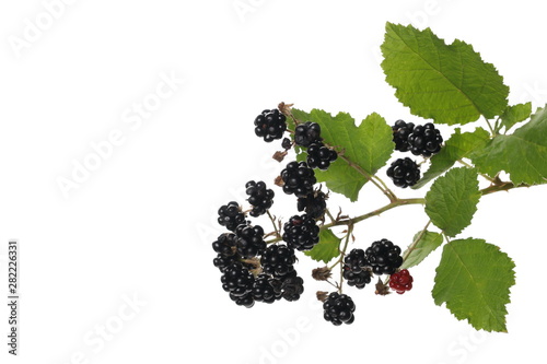 Wild blackberry fruits on twig with leaves, isolated on white background, clipping path