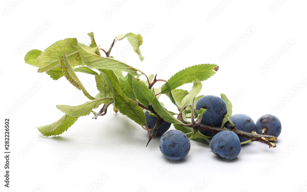 blackthorn berries with twig and leaves isolated on white background blackthorn berries with twig and leaves isolated on white background