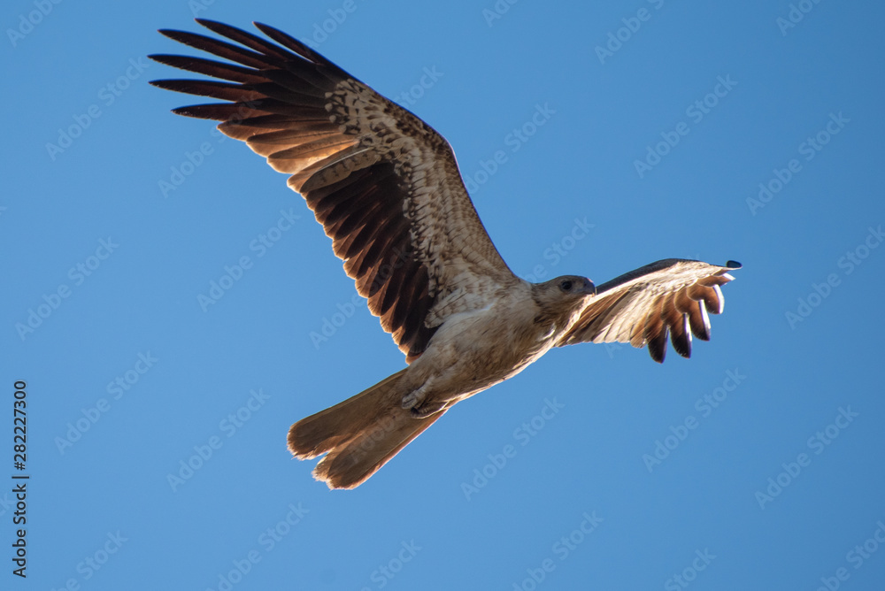 Obraz premium Kite in flight