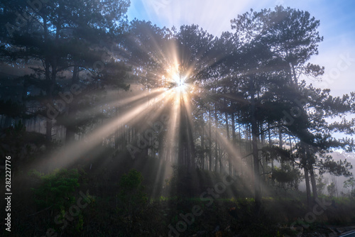 Mystical light rays in pine forests cell foggy morning in tropical highlands Da Lat  Vietnam