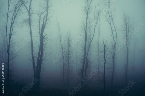 mysterious trees at the edge of forest in fog, dark fantasy landscape