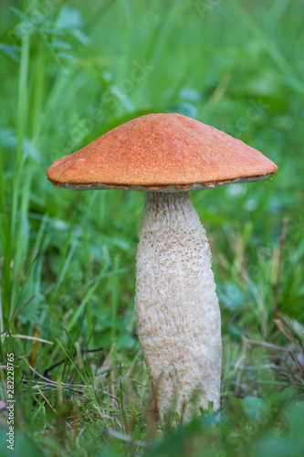 Fototapeta Amazing edible mushroom known as orange birch bolete