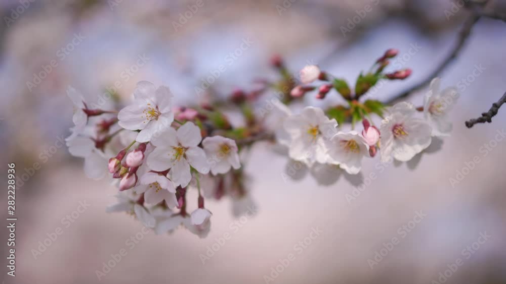 close up perfect full bloom cherry blossom flower, Japanese Asian Culture marco cherry blossom pink Sakura tree at Tokyo, Japan. close up perfect full bloom cherry blossom flower, Japanese Asian Culture marco cherry blossom pink Sakura tree at Tokyo, Japan.
