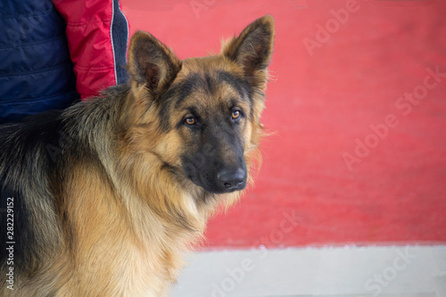 Young german shepherd dog at the dog show. Pets photo