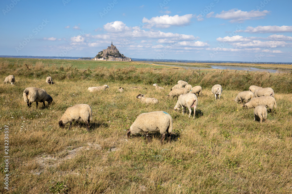 A flock of sheep grazing on the salt meadows close to the Mont Saint-Michel tidal island under a summer blue sky. Le Mont Saint Michel, France