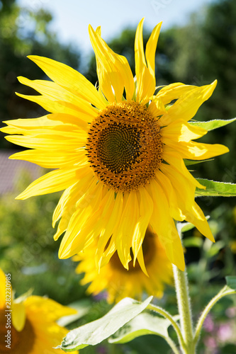 Vertical photo of a bright yellow and blooming sunflower in a garden in the sun photo