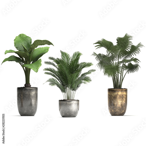 collection of ornamental plants in pots