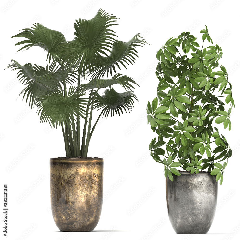 Fototapeta premium collection of ornamental plants in pots
