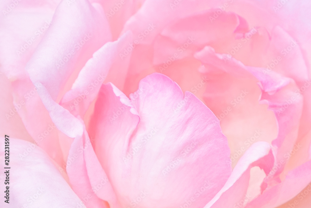 Blurred for background.Beautiful Pink rose Flower petals, abstract romance background.