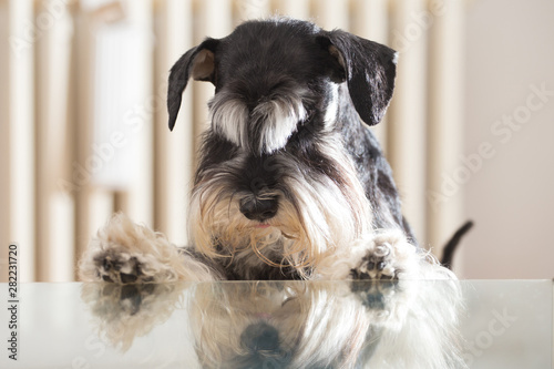 Miniature Schnauzer dog is looking its reflection in the glass table