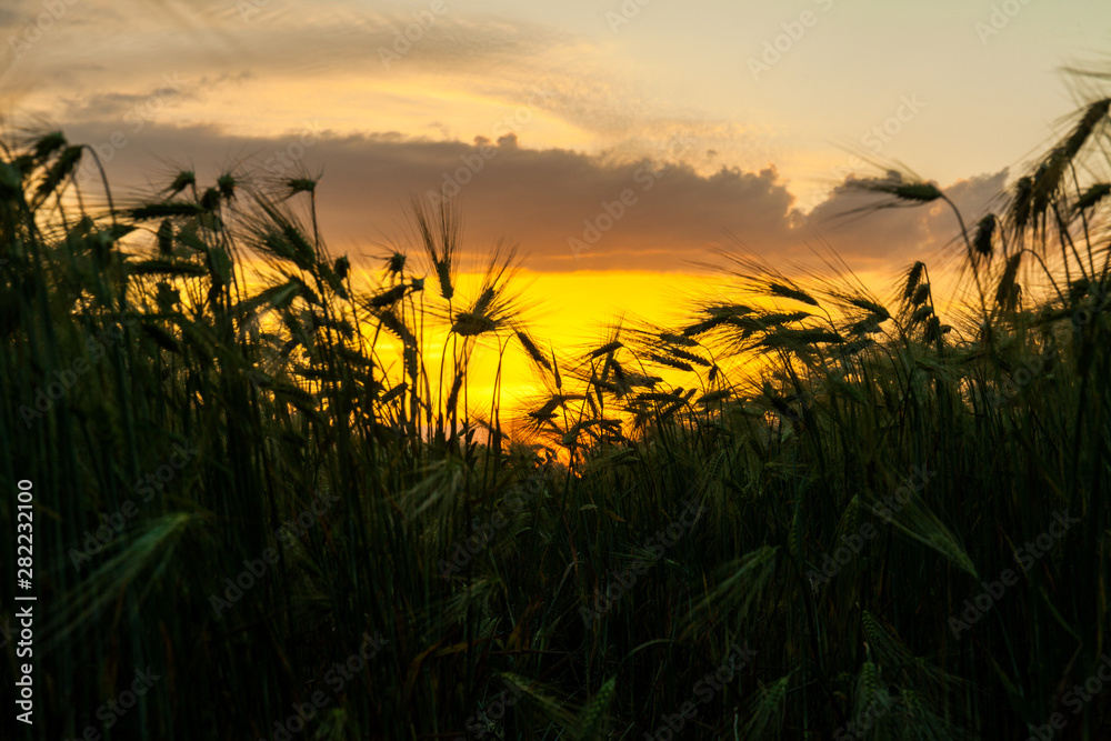 Sun Shining over Wheat Field at Dawn or Sunset