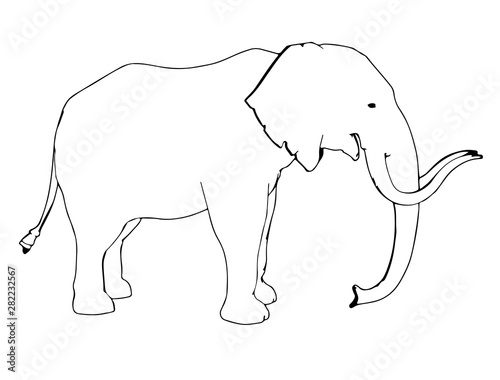 sketch of animal elephant isolated vector